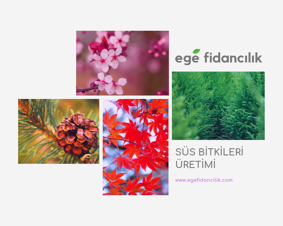 Ege Fidancilik